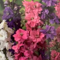 RITTERSPORN ( Delphinium ajacis ) 20 Samen