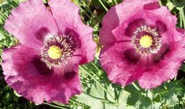 20 SAMEN MOHN ROSÉ SAATGUT GRAINES SEMI SEEDS‪‪‪