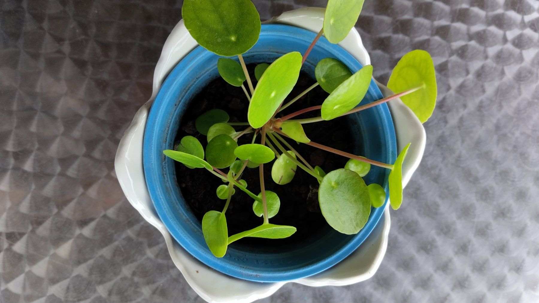 Piante & sementi: UFO-Pflanze. Pilea. Glückstaler. – Usato da  venduto da