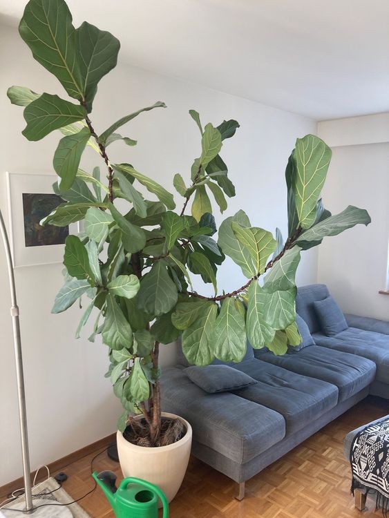 Wunderschöner Geigenbaum (Ficus lyrata) (Gebraucht) in Dietikon für CHF ...