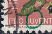 249.2. Pf. V von Juventute nach unten verlängert, gestempelt