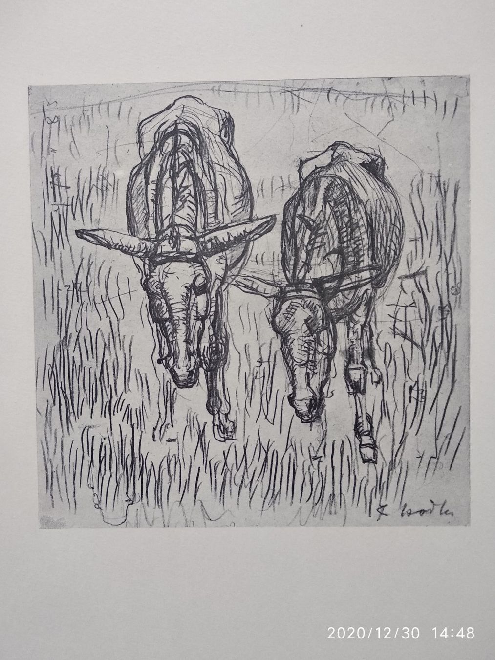 Libri: FERDINAND HODLER - WERKVERZEICHNIS – Usato da Goldach venduto da Gaip 4