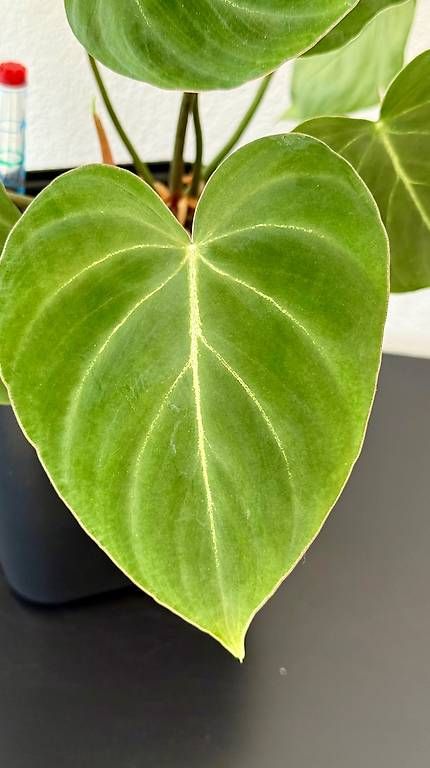 Piante & sementi: Philodendron Gloriosum, Selbstbewässerer, 40cm – Usato da Aadorf venduto da Arkabraa 1