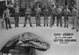 Gruss vom ZOO ZÜRICH - 7.5 m Gitter-Schlange