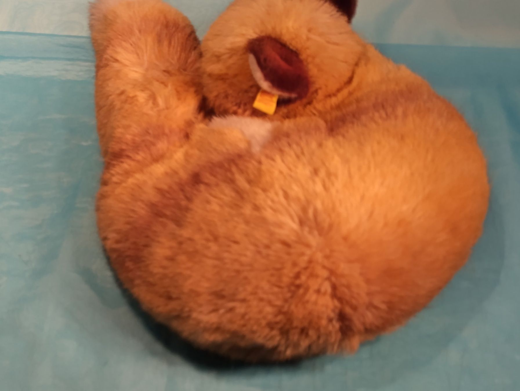 Steiff Giocattoli: Steiff Fuchs, liegend, Durchmesser: 35cm, 1542/35 – Nuovo (secondo la descrizione) da Bellach venduto da JingleCherry 1
