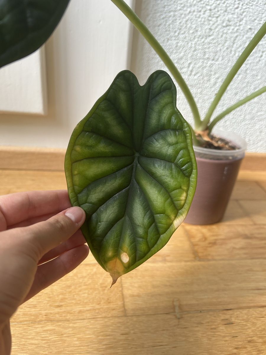 Piante & sementi: Alocasia Dragon Scale – Usato da Zürich venduto da fabuulois 2