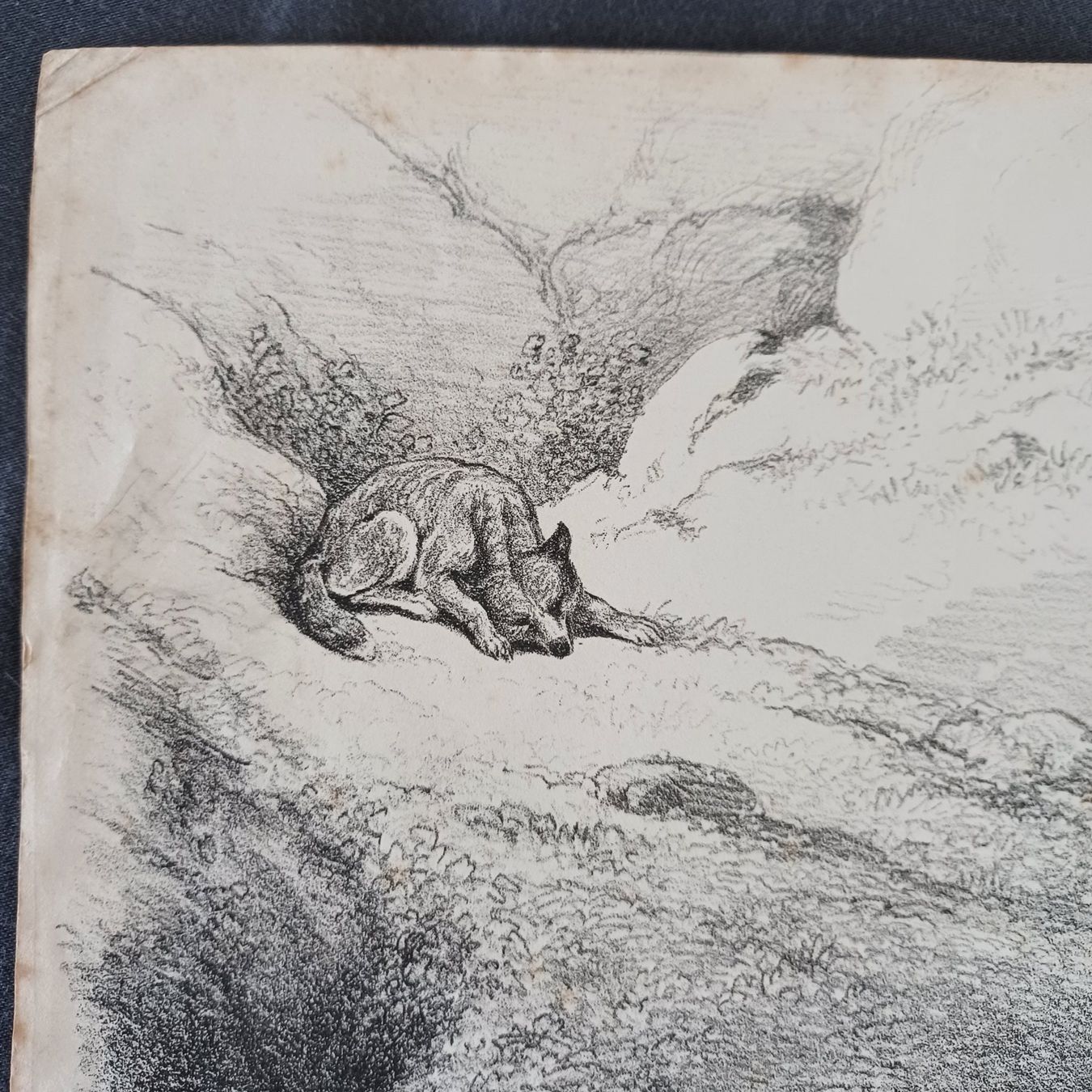 Foto & Immagini: DRUCK. Alt. von einem orgi. Gemälde von J.E.Ridinger – Usato da Zürich venduto da Bellabo 2
