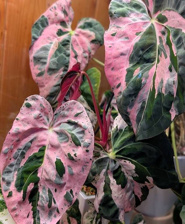 Piante & sementi: Anthurium "Hot Barbie" Pink Variegata – Nuovo (secondo la descrizione) da Faulensee venduto da plantmama 6