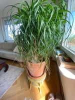 Elefantenfuss Pflanze Beaucarnea im Topf