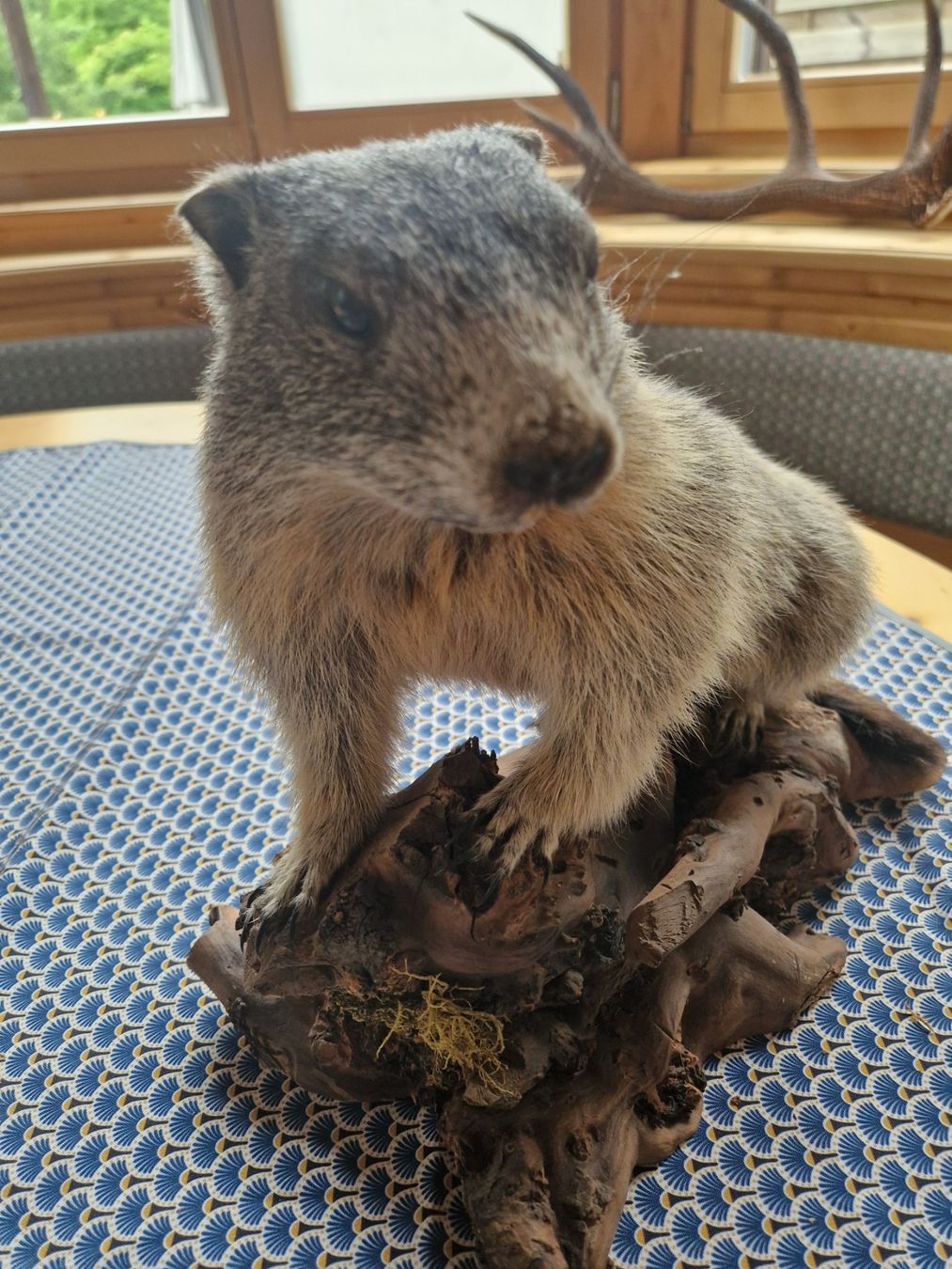 Monde des animaux: Murmeltier – D'occasion à Wetzikon ZH par Hella73 3