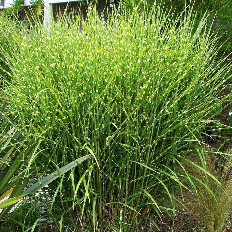 Ziergras Gras Riesenschilf Garten Pflanzen Balkon Blumen Top Kaufen