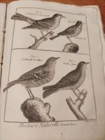 Encyclopedie Bernard Direxit Ornithologie Histoire Naturelle
