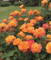Gelb-rosa Kletterrose, H 80. Erwachsene XL Pflanze im Topf