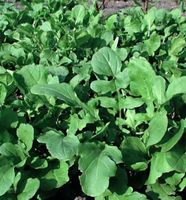 Rucola / Salatrauke (Eruca sativa) / 20 Samen