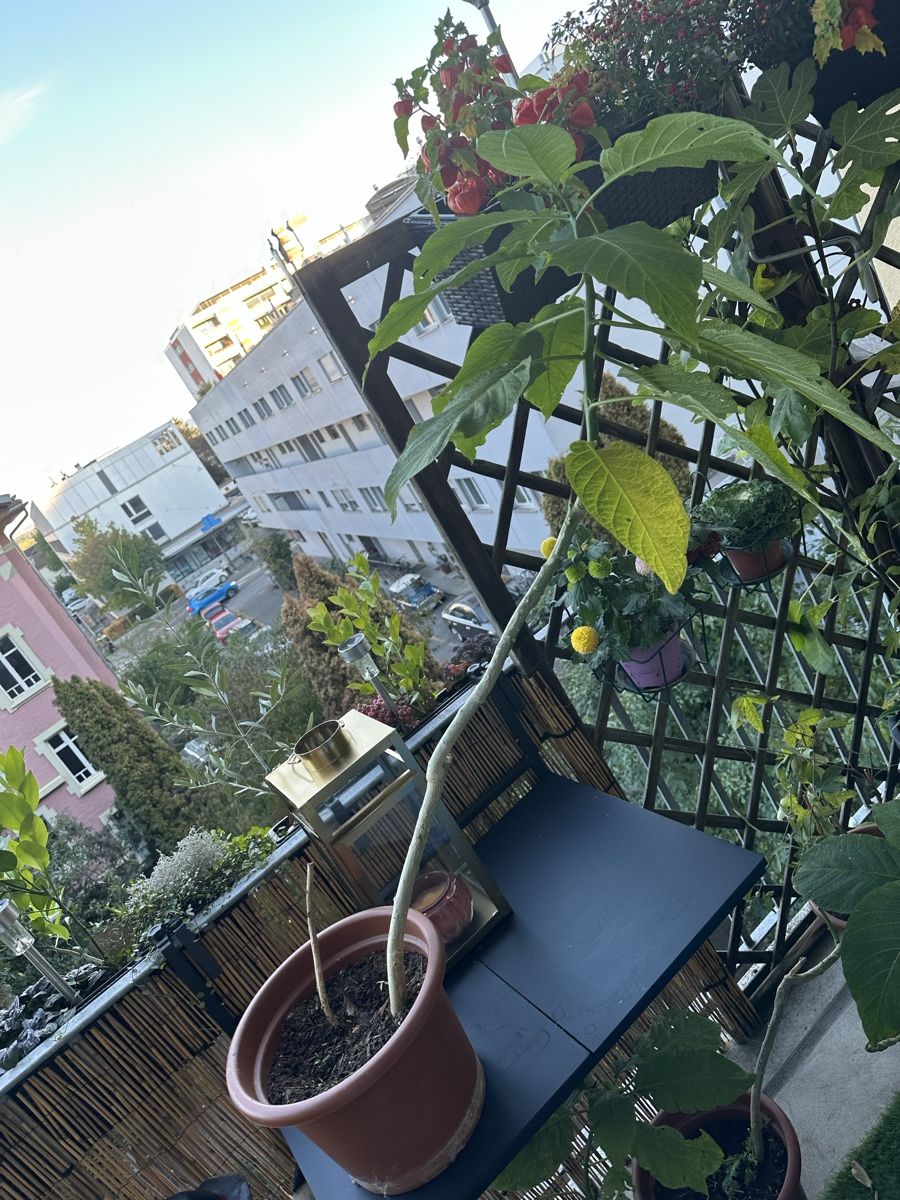 Plantes & graines: Engelstrompete gelb – D'occasion à Bern par Ruhrallee 2