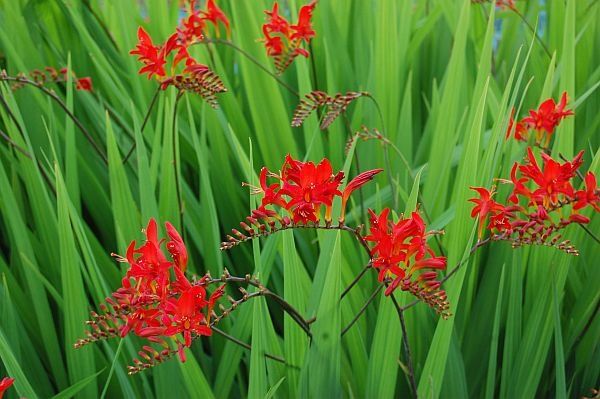 Piante & sementi: Montbretie Lucifer - eine Pflanze! – Nuovo e nell'imballaggio originale da Steffisburg venduto da Petroselium 1