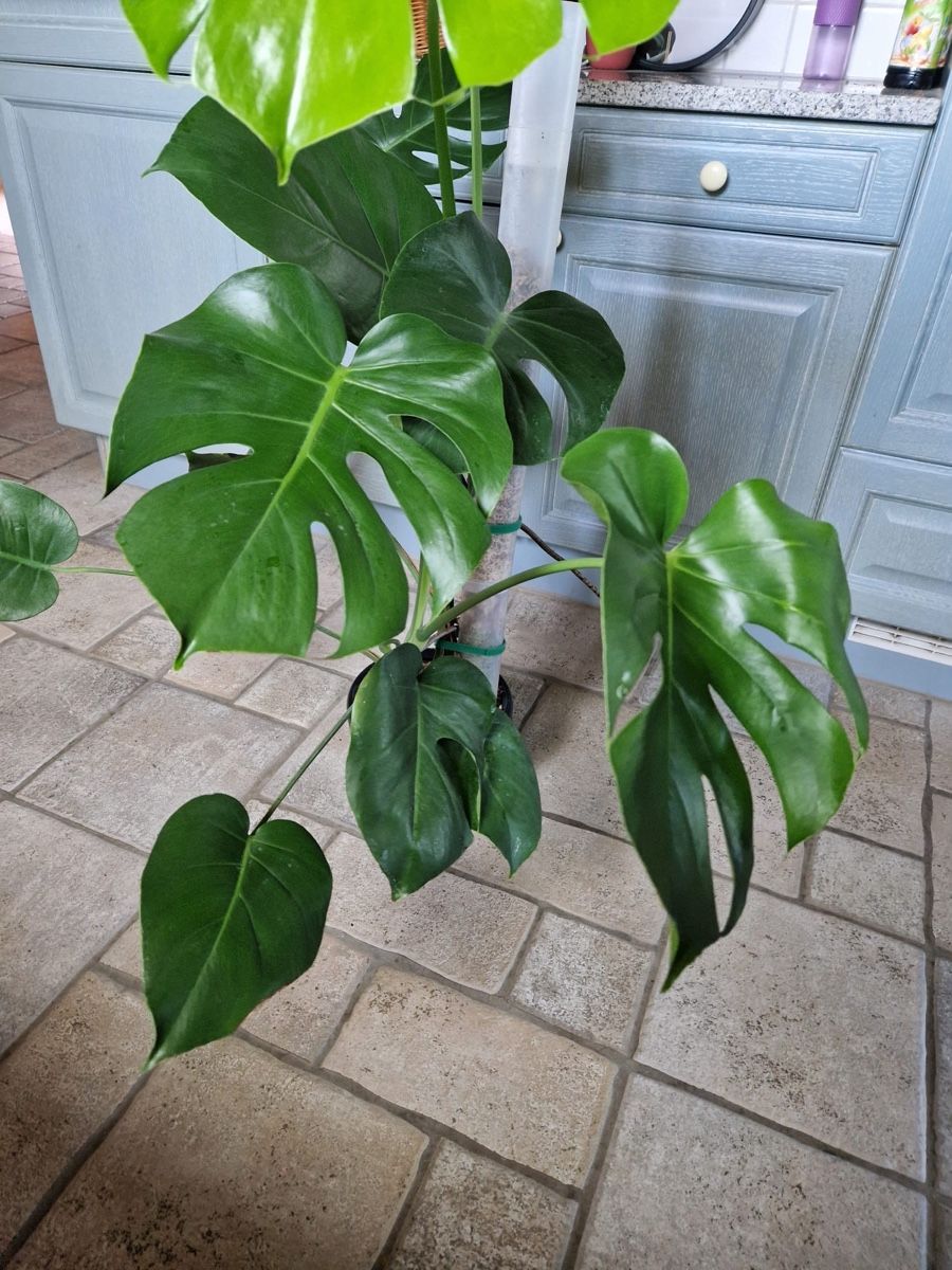 Pflanzen & Samen: Monstera Deliciosa 🪴 – Gebraucht aus Menziken von Ines.Coelho 3