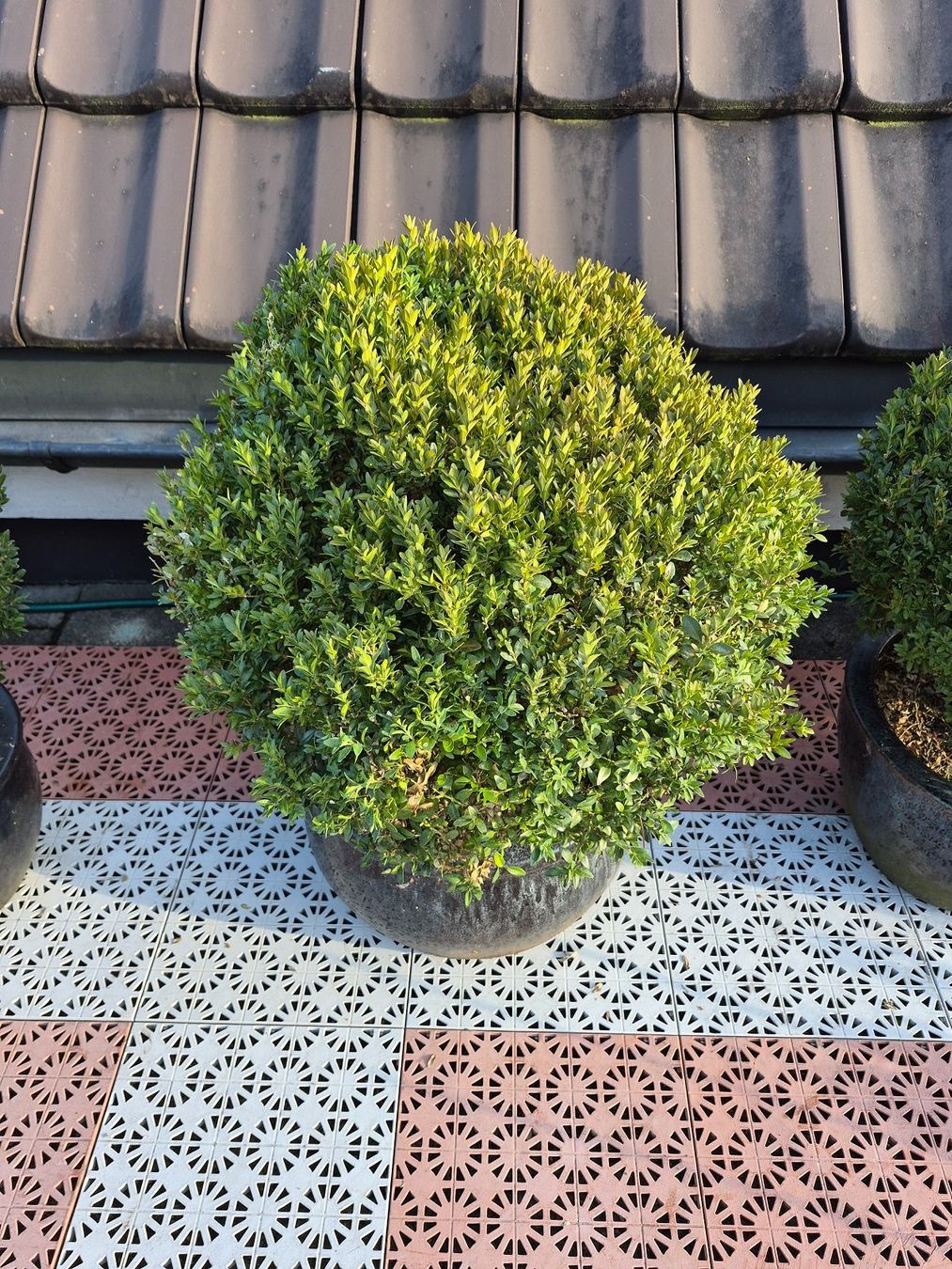 Piante & sementi: 4) WINTERHART - Buchsbaum für Garten, Balkon oder Terrasse – Usato da Thalheim an der Thur venduto da LycaenaDispar