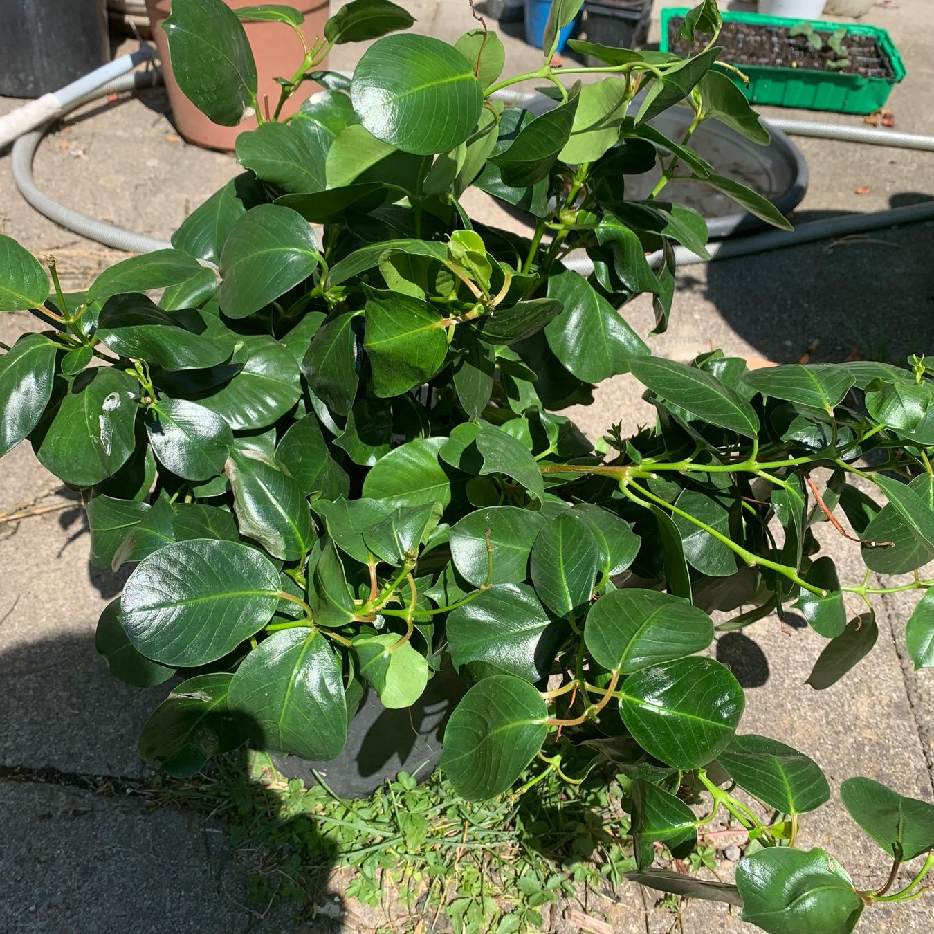 Plantes & graines: Mandevilla - Dipladenia / grosse Pflanze – Neuf (Voir description) à Hinteregg par ERFOLG78 1