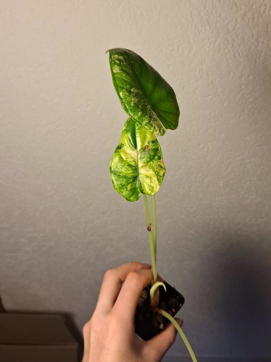 Pflanzen & Samen: Alocasia Scale Dragon Aurea Variegata – Gebraucht aus Hausen AG von Pflaenzlioase