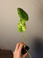 Alocasia Scale Dragon Aurea Variegata
