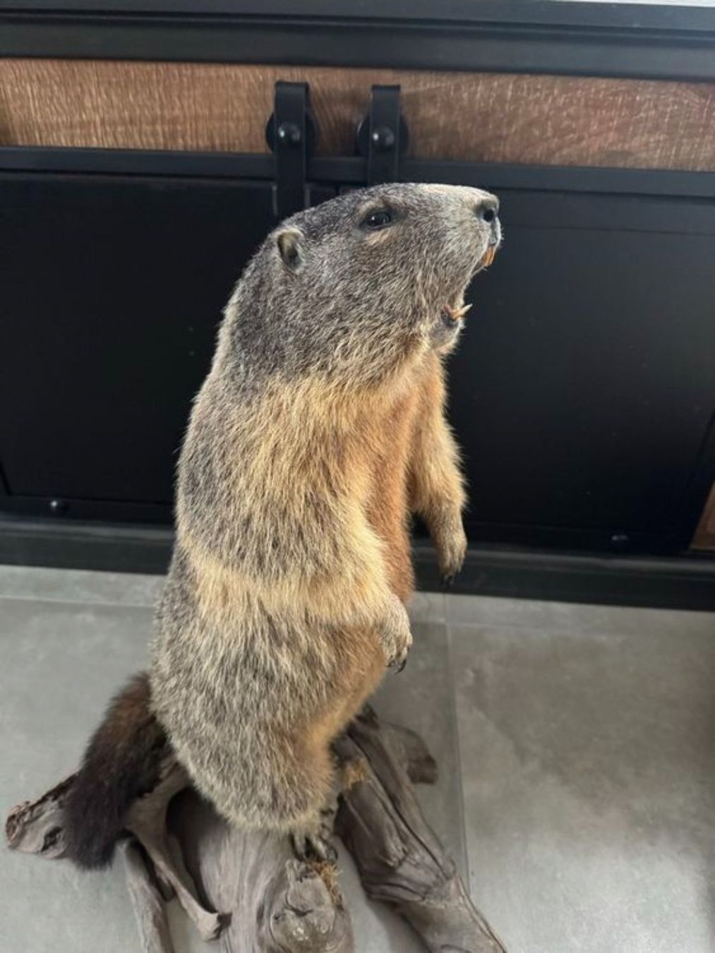 Welt der Tiere: Murmeltier Präparat – Gebraucht aus Flums von TheNorthMan 2
