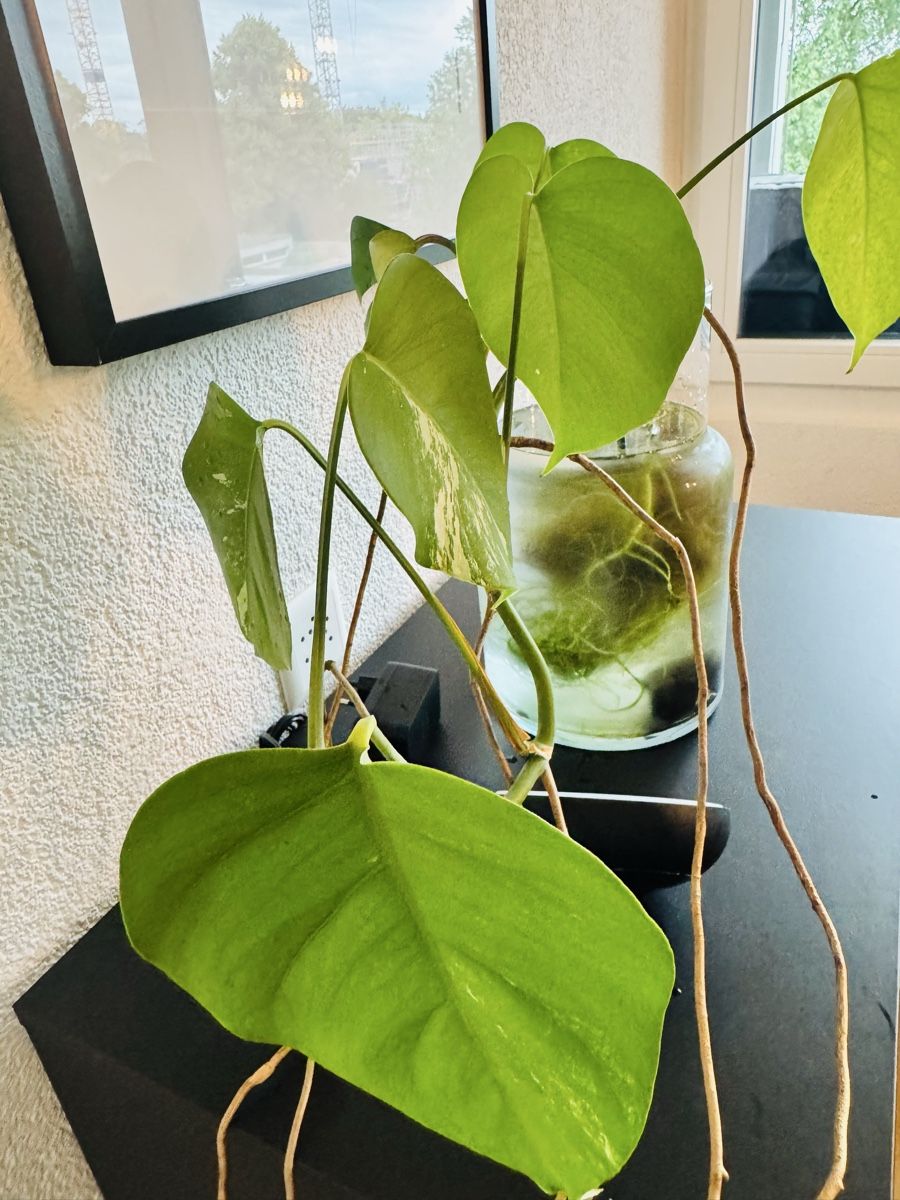 Piante & sementi: Monstera variegata – Usato da Worblaufen venduto da mar_tfk8 2