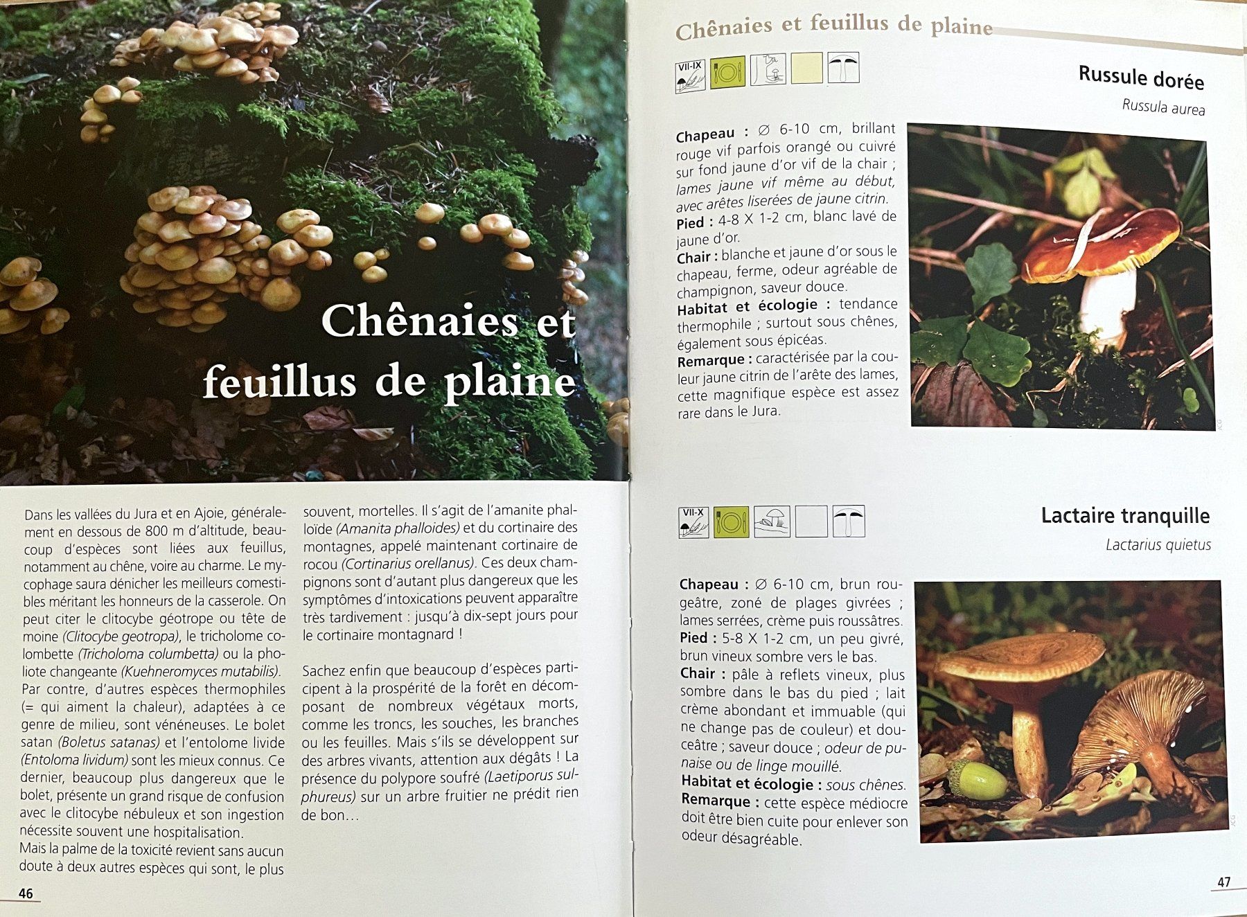 Libri: Champignons du Jura – Usato da Savagnier venduto da Ne2065 5