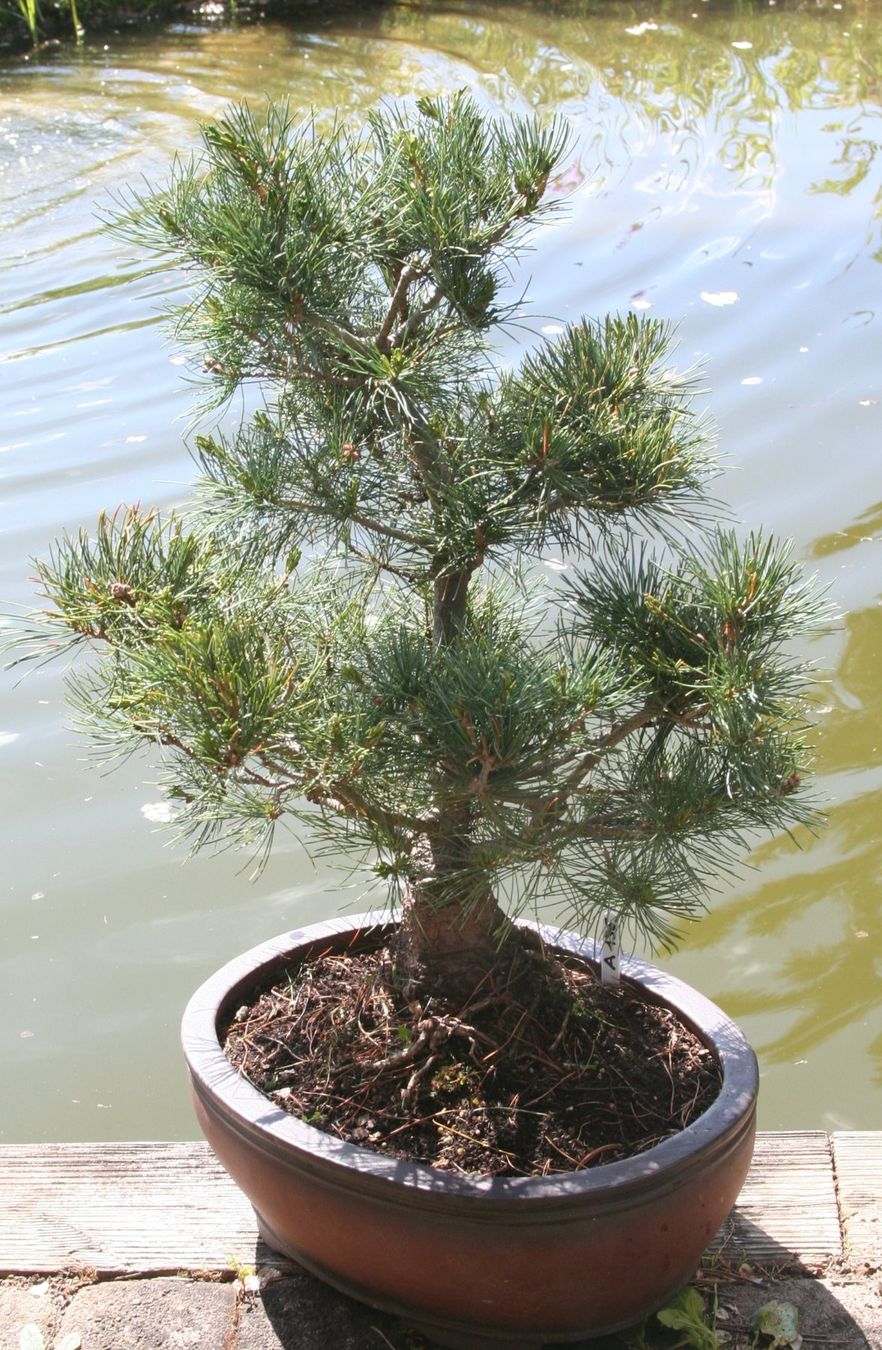 Piante & sementi: BONSAI  -  Mädchenkiefer – Nuovo (secondo la descrizione) da Gretzenbach venduto da Sikim 1