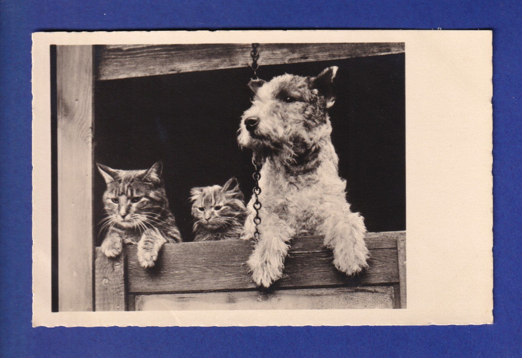 Cartoline postali: CHAT - Chats et Chien – Usato da Pully venduto da nicecards-shop