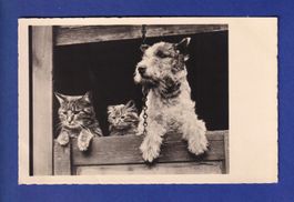 CHAT - Chats et Chien