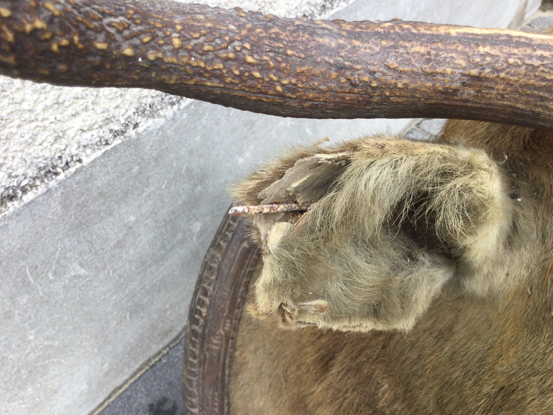 Il mondo degli animali: Antiker defekter ausgestopfter Hirschkopf mit Geweih – Difettoso da Wangen SZ venduto da kuriosum12 5
