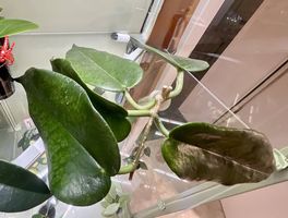 Hoya kaimuki