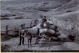 Vintage Wehrli, Unterengadin, Ochsenfuhrwerk, Landwirtschaft
