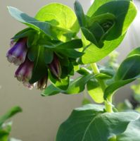 Große Wachsblume Purpurascens 10 Samen