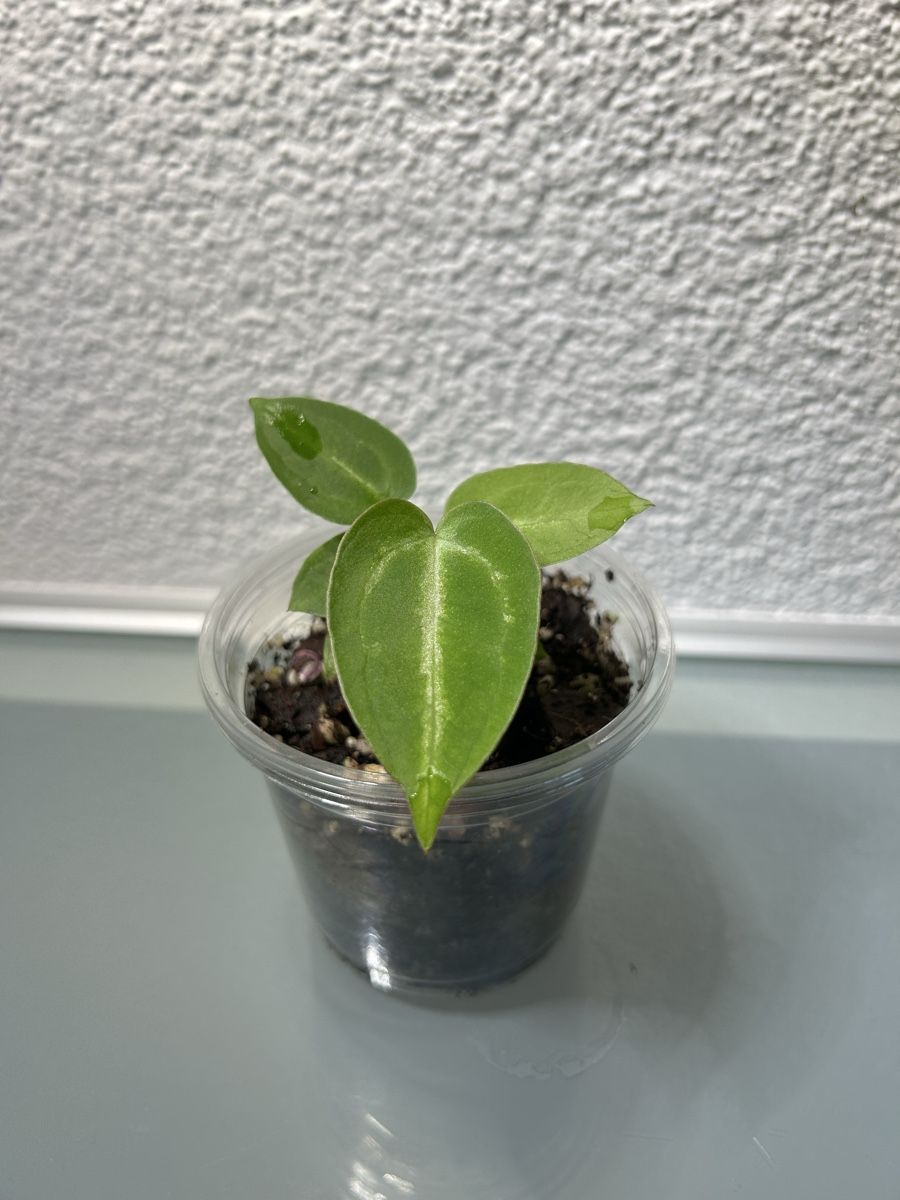 Pflanzen & Samen: Anthurium Magnificum Hybrid – Gebraucht aus Niederbüren von Monde09 1