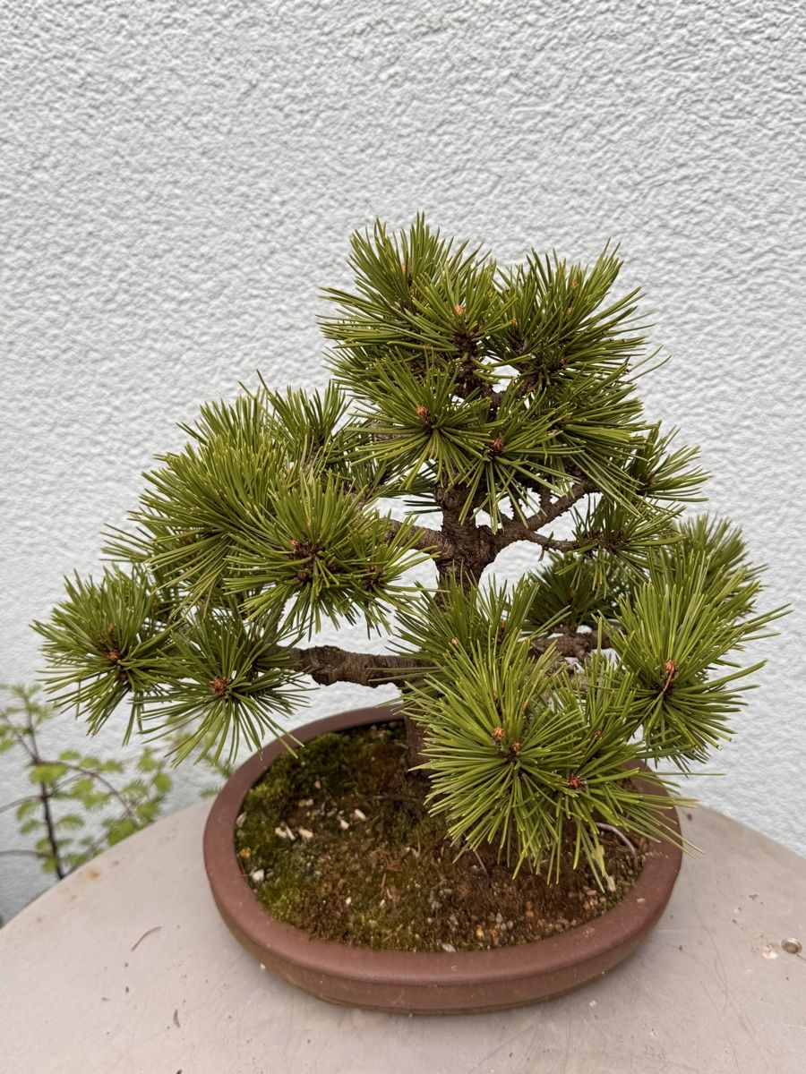 Piante & sementi: Bonsai/Pinus Mugo – Usato da Münchwilen TG venduto da baluzi3 1