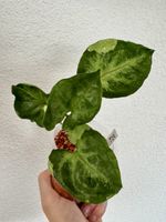 Syngonium T24 Variegata 🌿