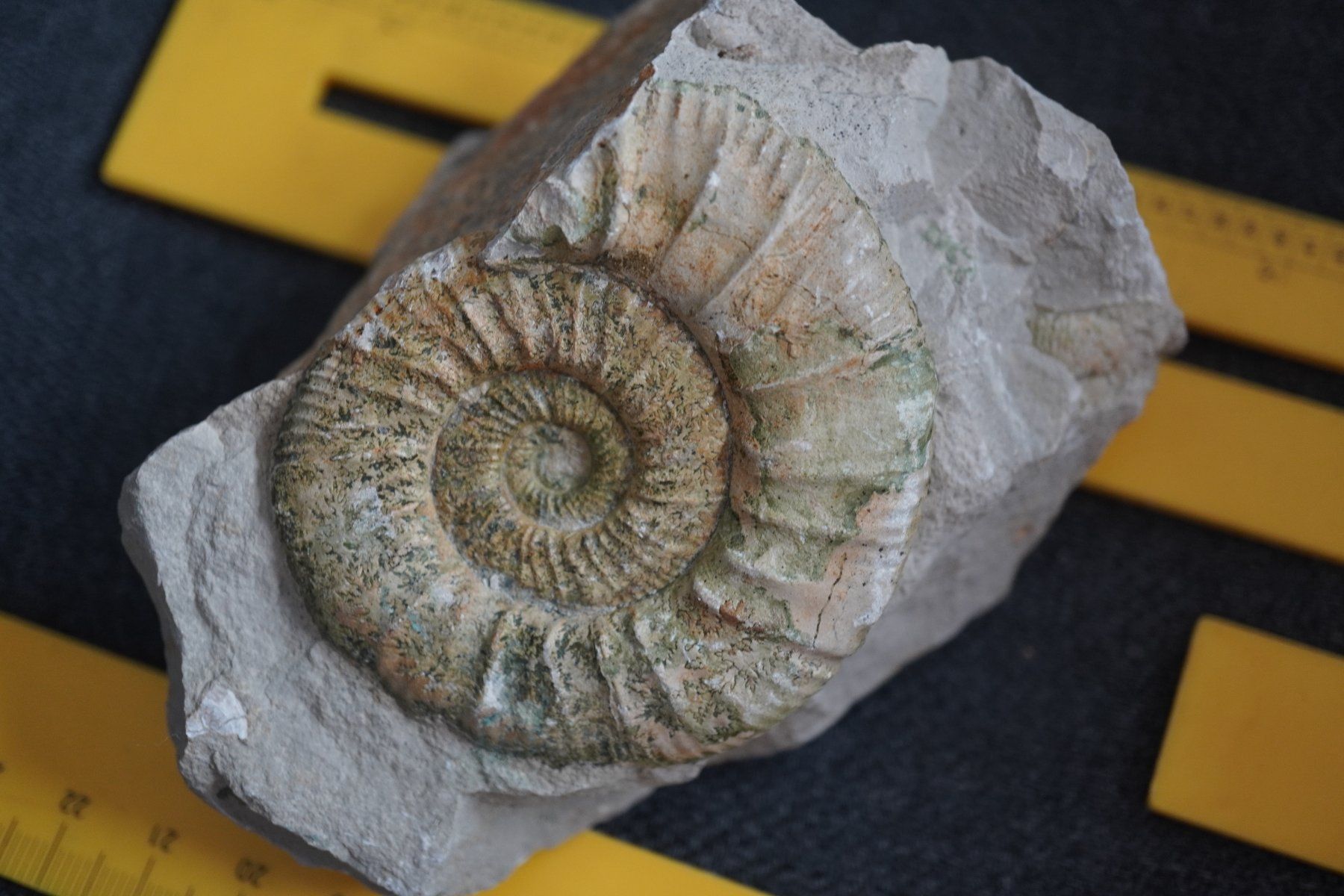 Fossili: Orthosphinctes polygyratus  Ammonit – Nuovo e nell'imballaggio originale da Eschenbach SG venduto da craniums