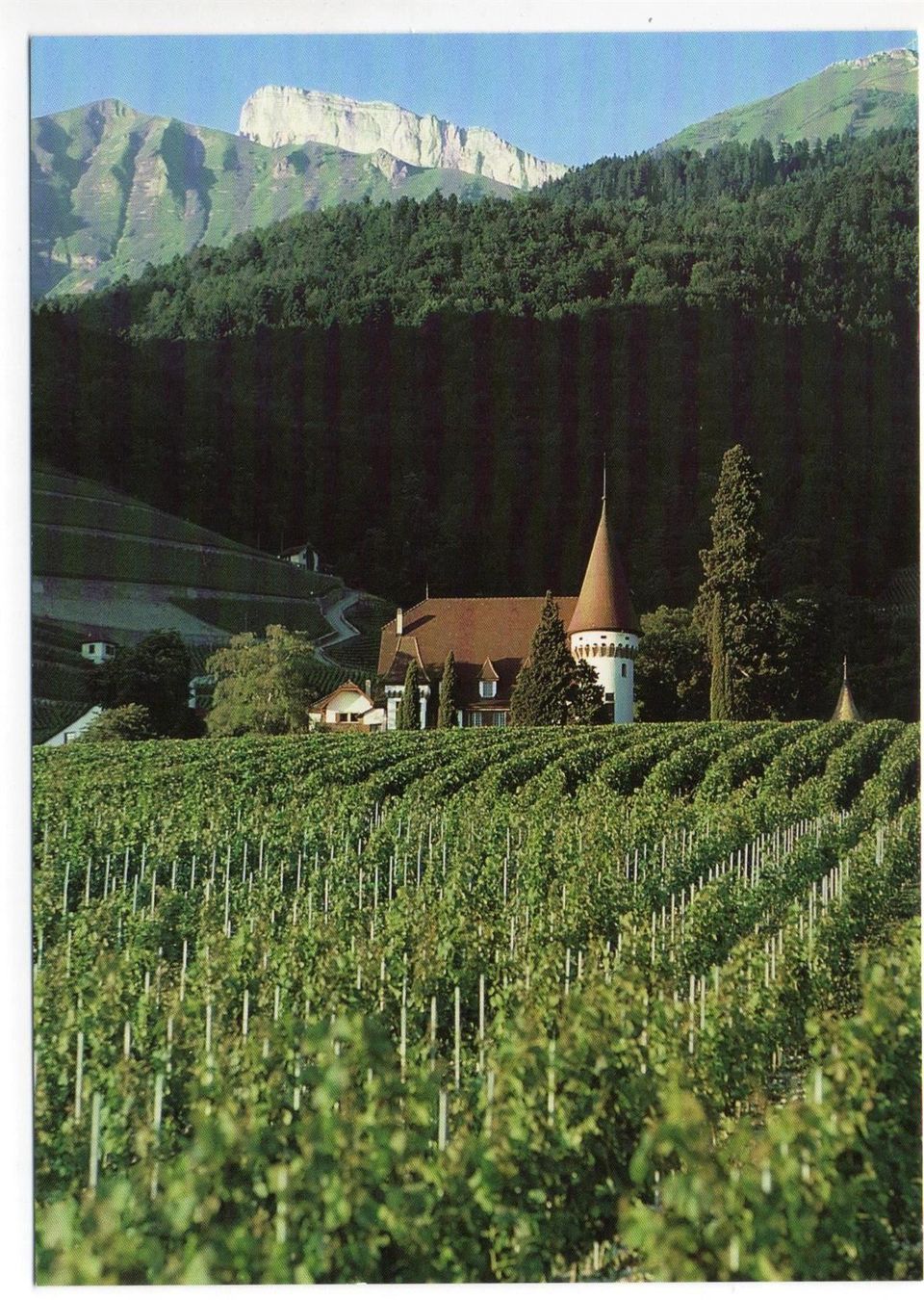 Cartoline postali: YVORNE La Vigne - Weinbau – Nuovo (secondo la descrizione) da Jona venduto da philajona