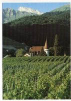 YVORNE La Vigne - Weinbau