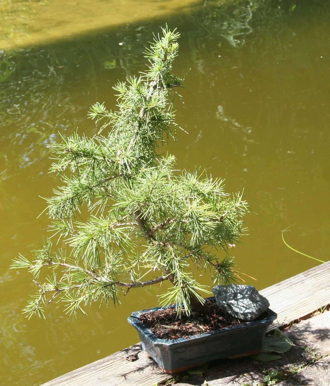 BONSAI - Himalayazeder (Neu (gemss Beschreibung)) in Gretzenbach fr CHF  78  nur Abholung auf Ricardo kaufen