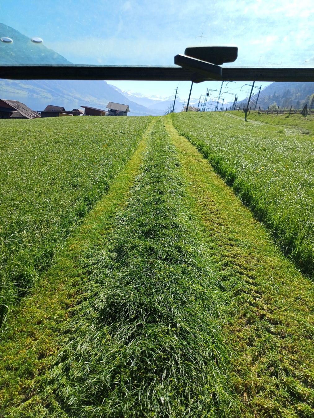 Piante & sementi: grassamen – Nuovo e nell'imballaggio originale da immensee venduto da Thsch1 3