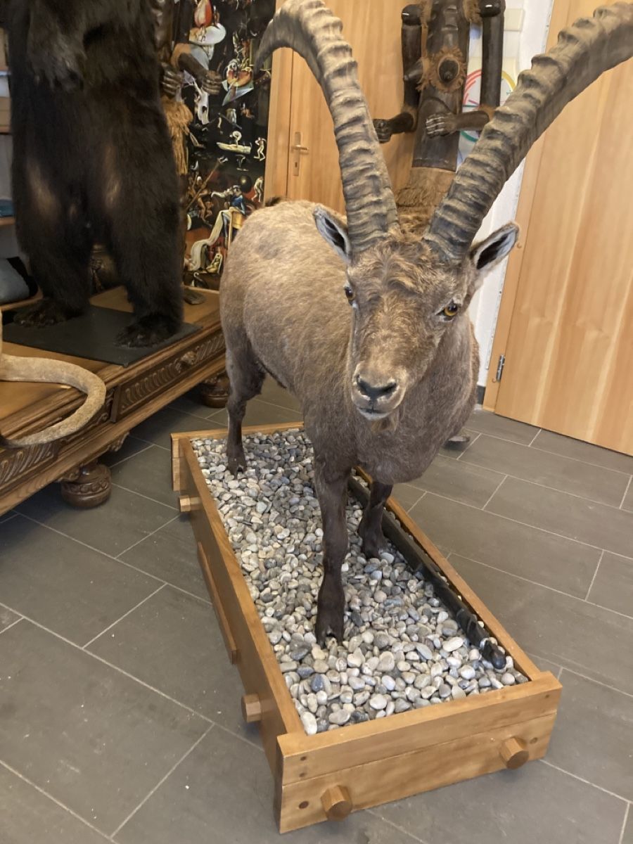 Il mondo degli animali: Bouquetin naturalisé – Nuovo (secondo la descrizione) da Orsières venduto da 2012momo01 4