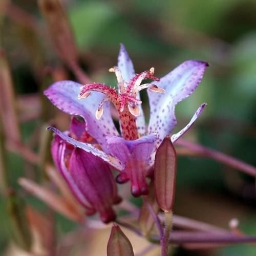 Pflanzen & Samen: Lis Crapaud  2 PLANTS – Neu und originalverpackt aus Bremblens von FIBONACCI369 4