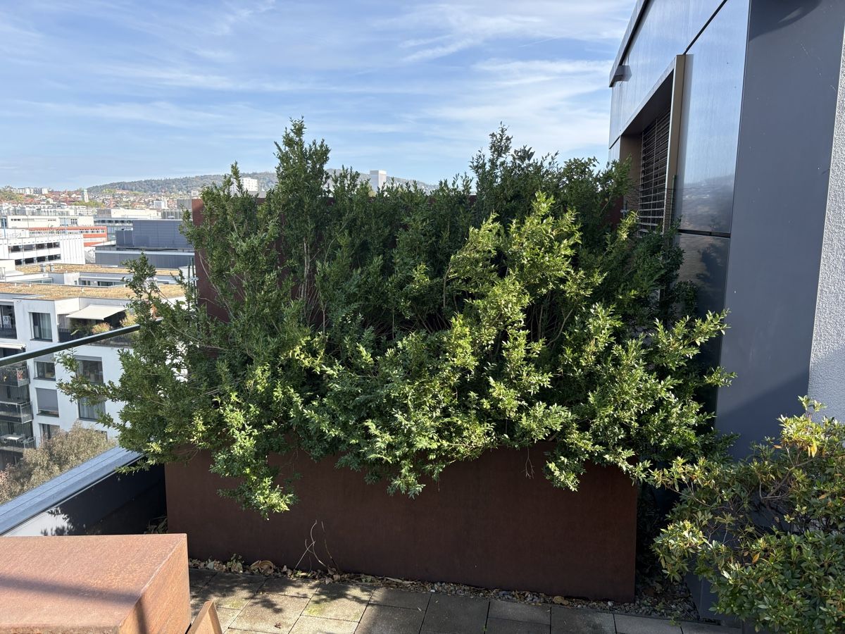Pflanzen & Samen: 2 x Buchsbaum im Runden Plastiktopf – Gebraucht aus Zürich von seb_8rsb