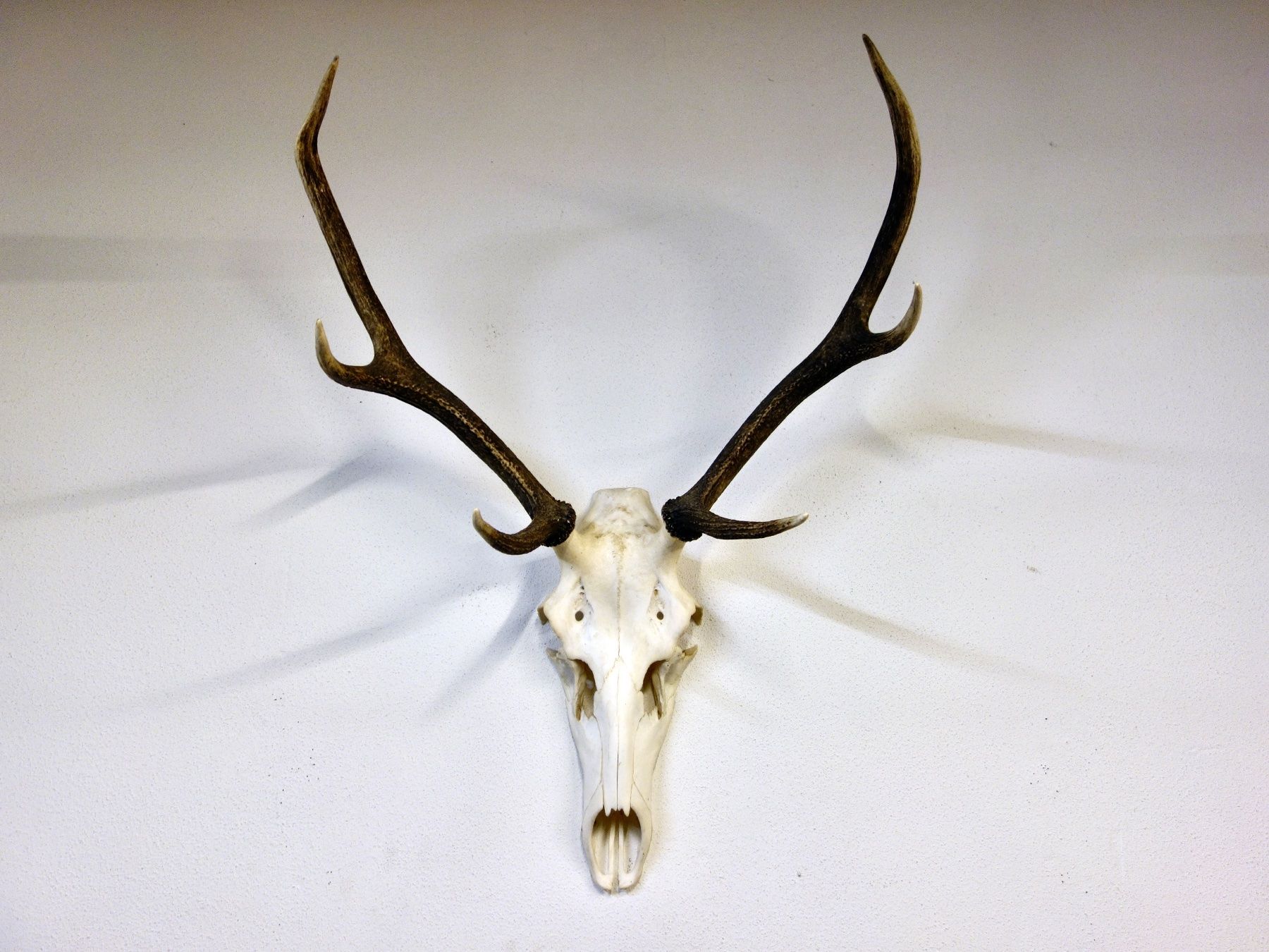 Altre raccolte & rarità: Hirschgeweih Trophäe Jagdtrophäe Deko Hirsch Geweih Schädel – Usato da Kerzers venduto da zimmergruen