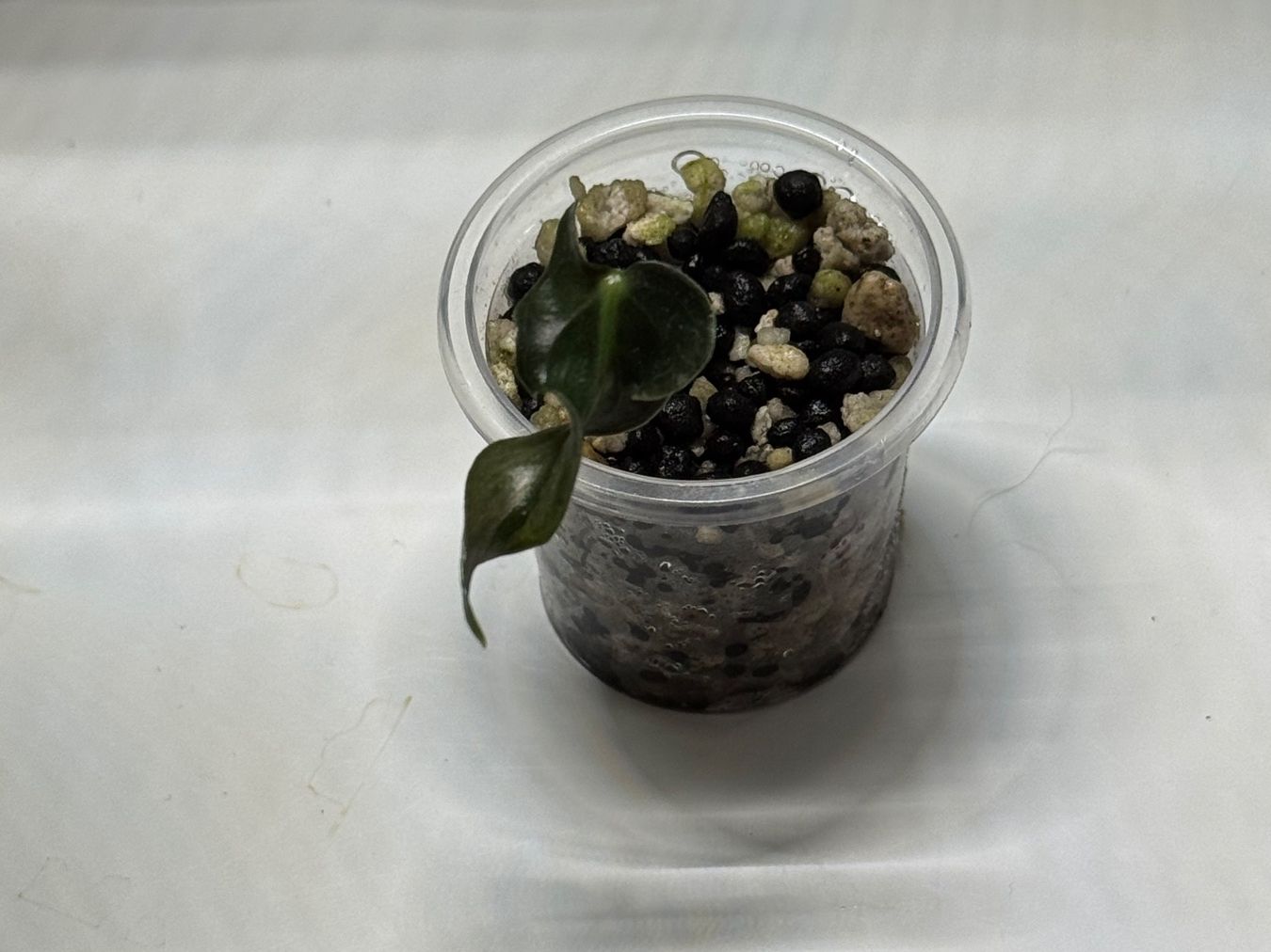 Piante & sementi: Alocasia Loco Baby – Usato da Goldau venduto da pflanzly