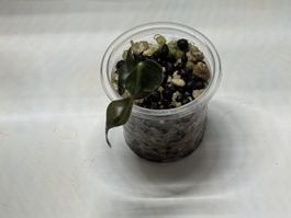 Alocasia Loco Baby