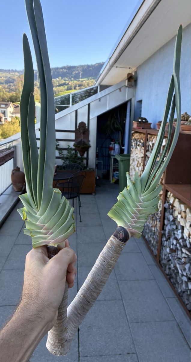 Piante & sementi: Aloe plicatilis – Nuovo (secondo la descrizione) da Altendorf venduto da Monteiroastrild 3